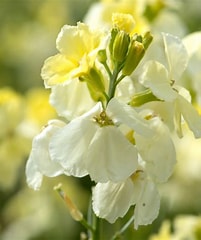 Wallflower, Ivory White