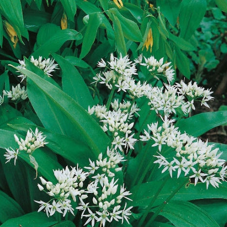 Wild Garlic, white flowers, broad green leaves