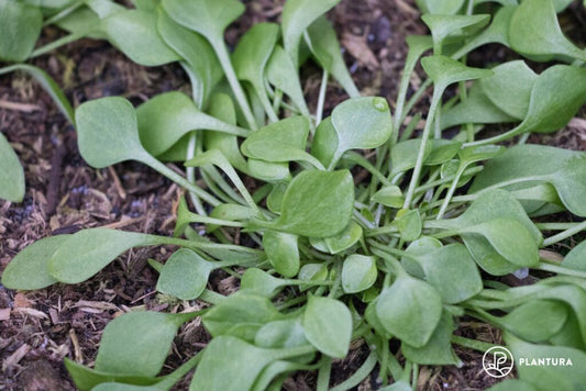Claytonia, Winter Miner